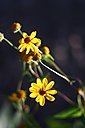 IMG_0707